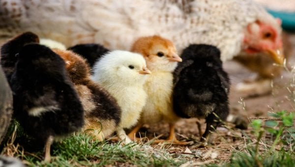 A group of baby chickens stand next to their mother