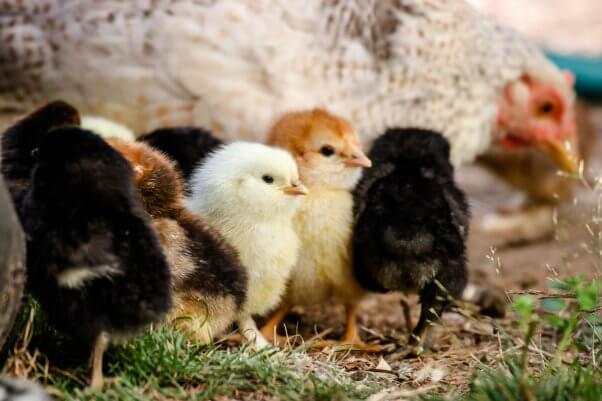 A group of baby chickens stand next to their mother
