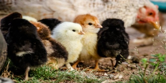 A group of baby chickens stand next to their mother