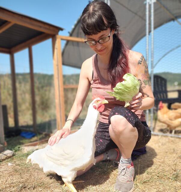 A chicken eating lettuce from a woman