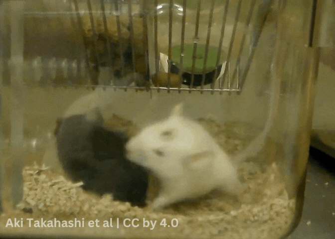 GIF showing two mice fighting in a small and narrow plastic bin lined with wood shavings