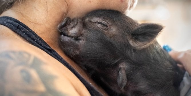 A piglet smiles as a woman cuddles her