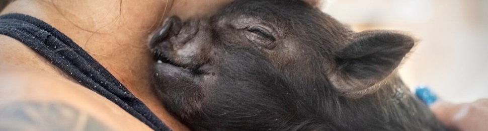 A piglet smiles as a woman cuddles her