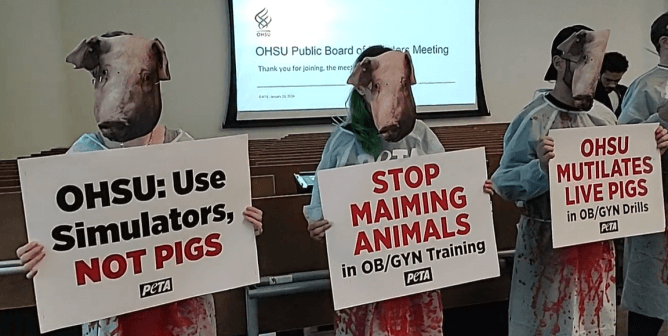 Three PETA demonstrators in pig masks holding signs at the OHSU public board meeting
