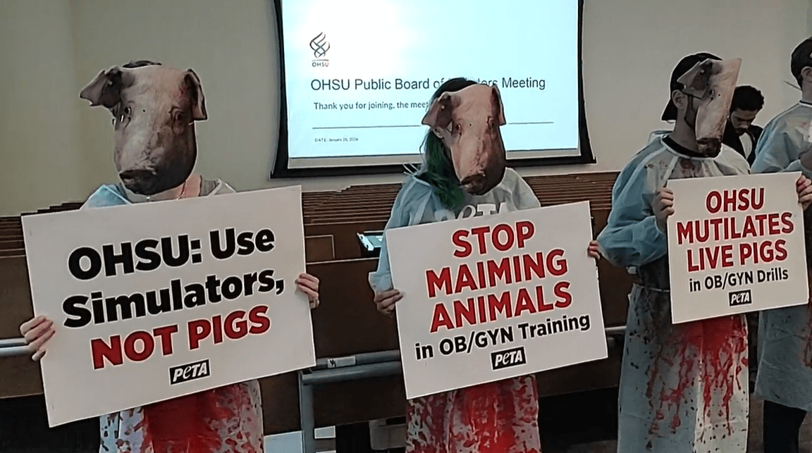 Three PETA demonstrators in pig masks holding signs at the OHSU public board meeting