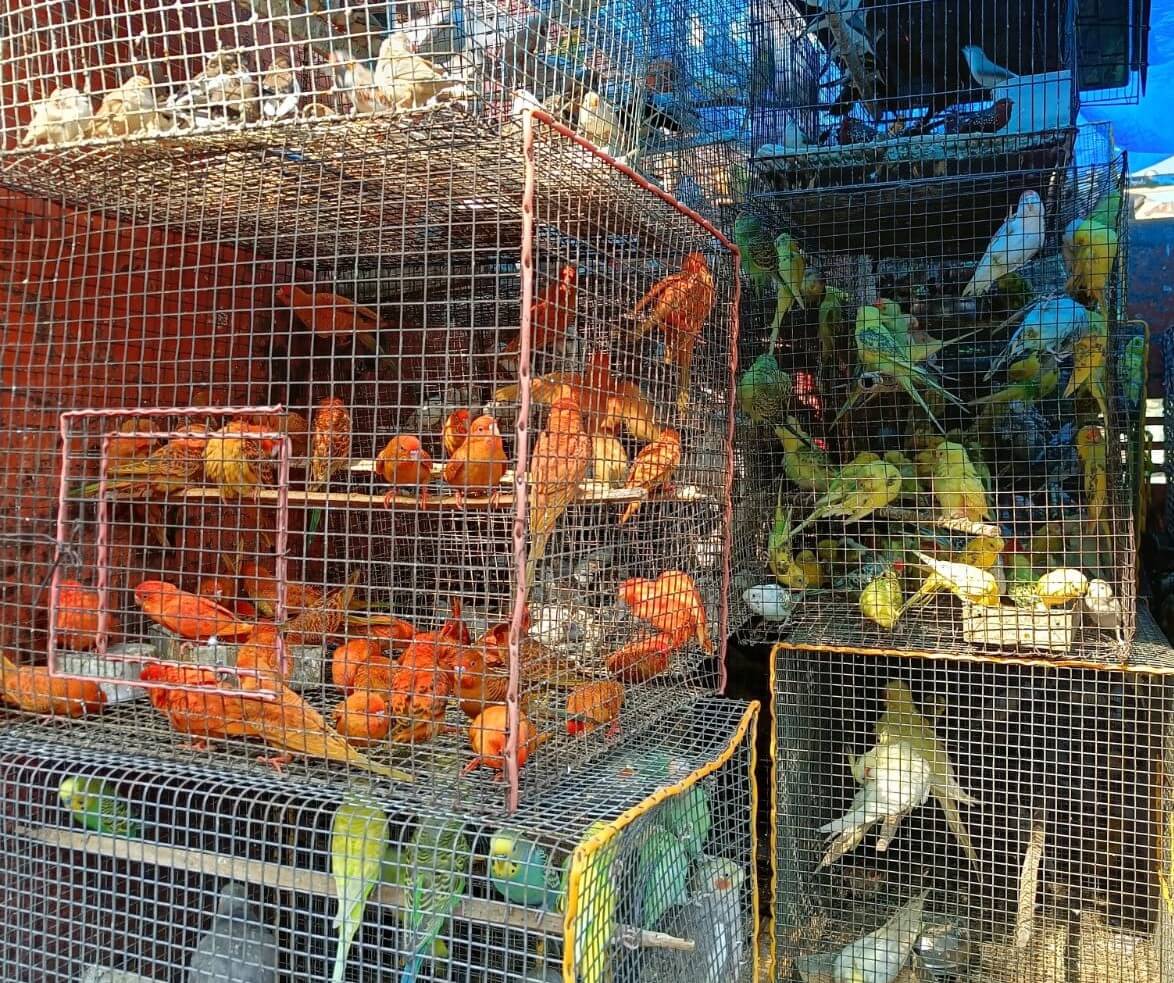 Various species of birds inside a cage