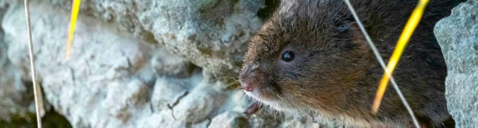 A vole