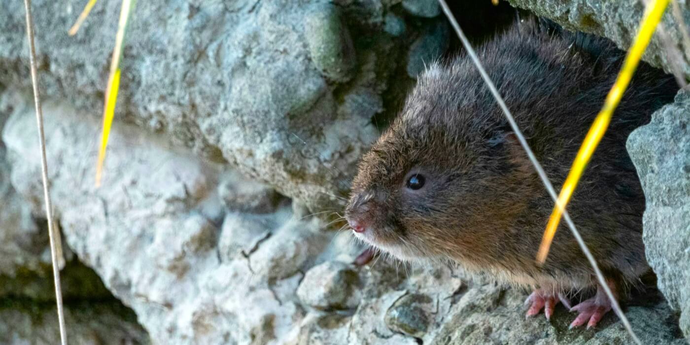 A vole