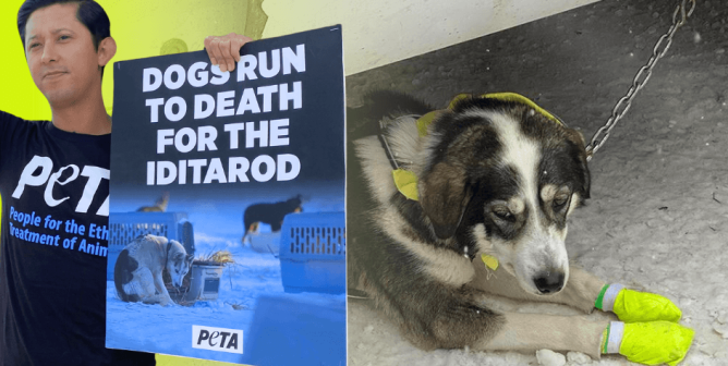 Liberty Media, STOP Sponsoring the Iditarod: How PETA Is Making It Happen