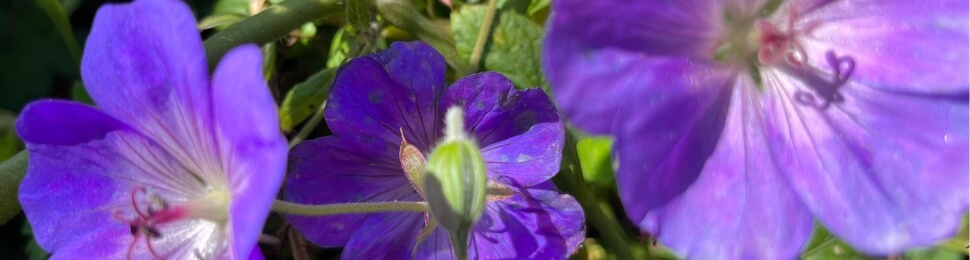 A closeup of purple flowers blooming