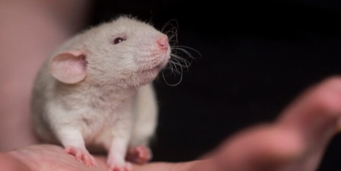 A white rat being held by someone's hand