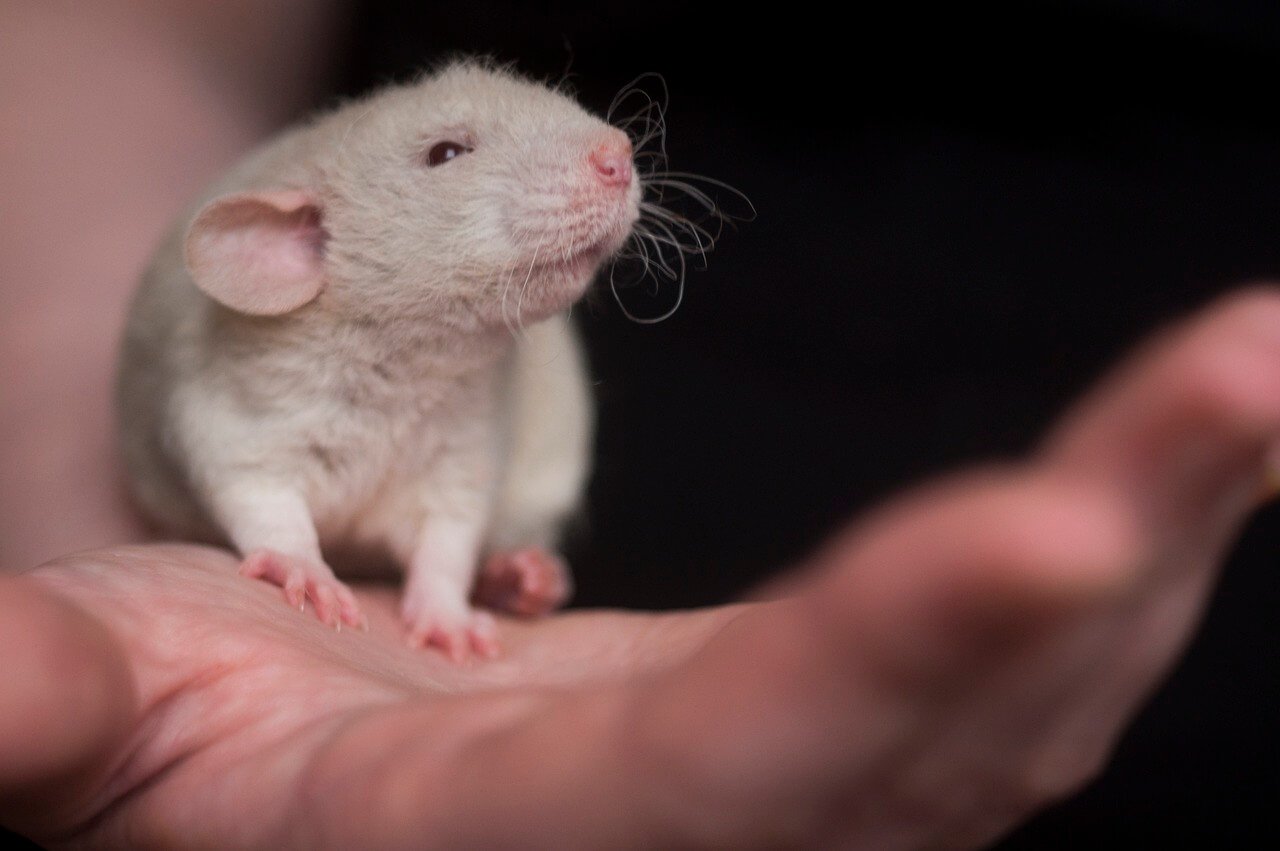 A white rat being held by someone's hand