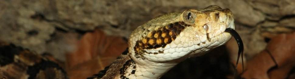Rattlesnake