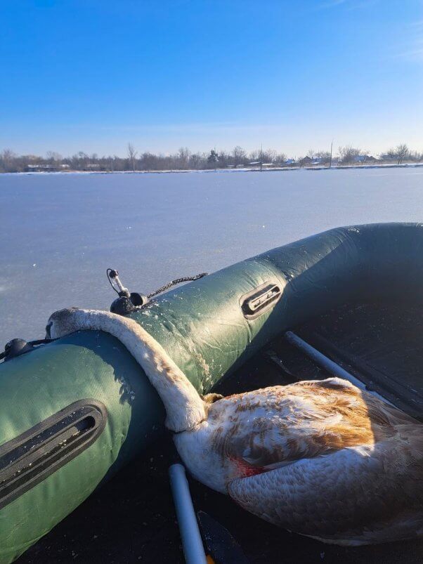 rescued swan ukraine