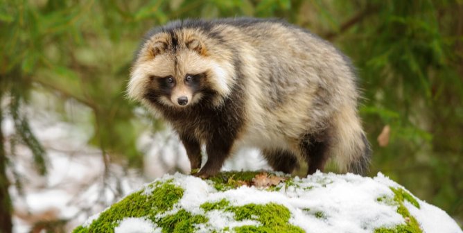 Demand That Mackage Finally Stop Selling Fur!