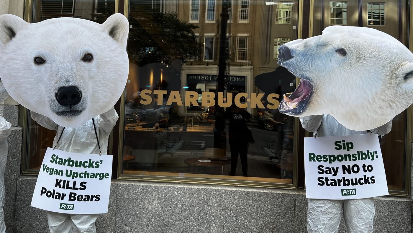 Two PETA supporters stand outside Starbucks with polar bear masks and signs