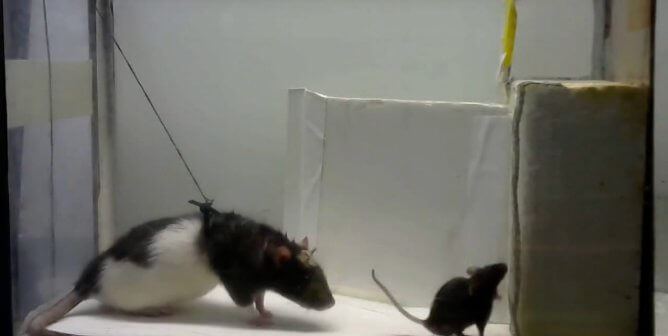 A mouse attached to a tether