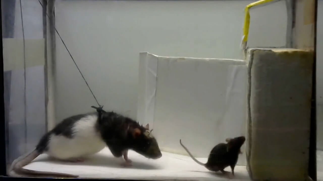 A mouse attached to a tether