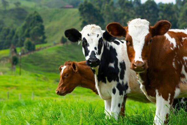 Three cows standing in a field of green grass