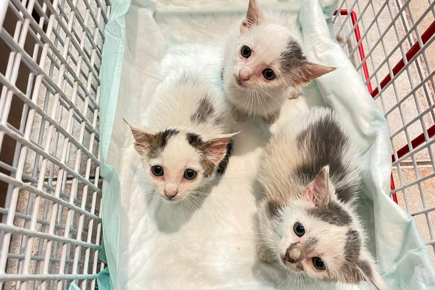three white kittens look up and into the camera