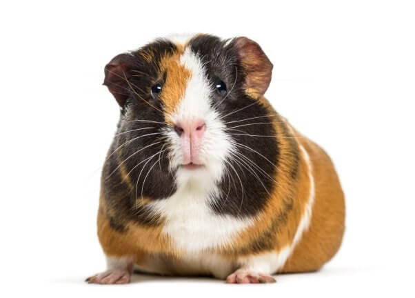 A tricolor guinea pig on a white background
