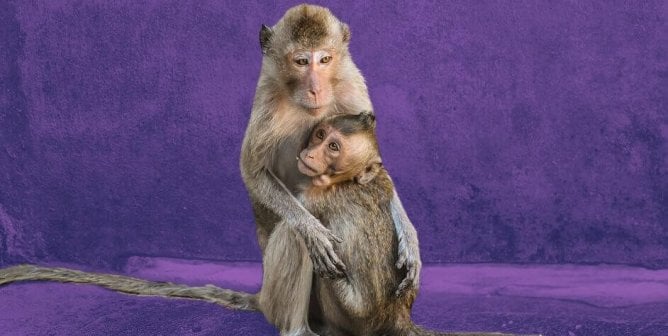 two long tailed macaques purple background