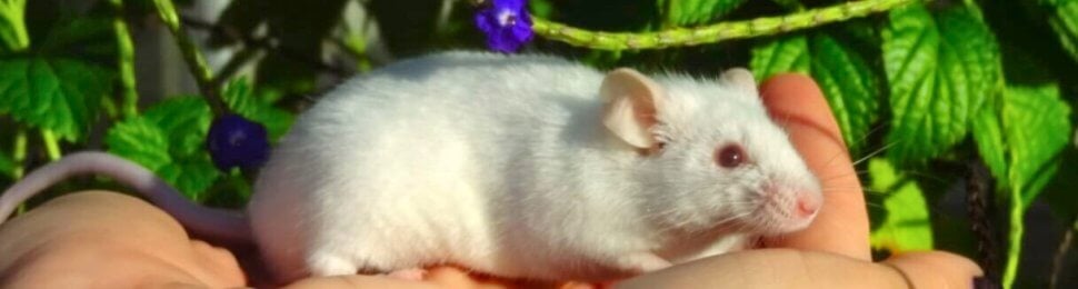 A white mouse in two hands in front of green leaves
