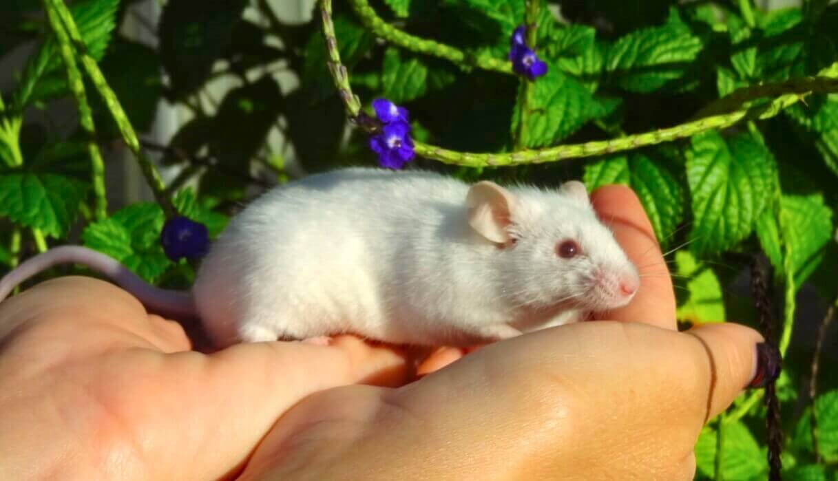 A white mouse in two hands in front of green leaves