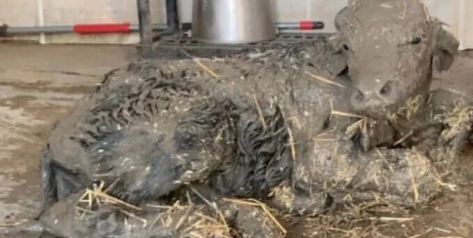 Water buffalo calf covered in muck on the ground