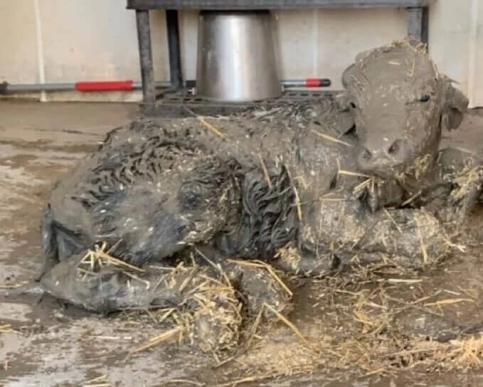 Water buffalo calf covered in muck on the ground