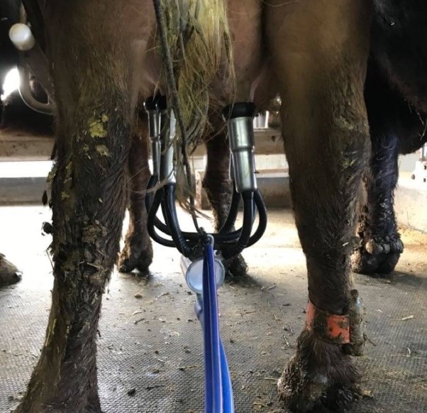 A milk machine attached to a water buffalo