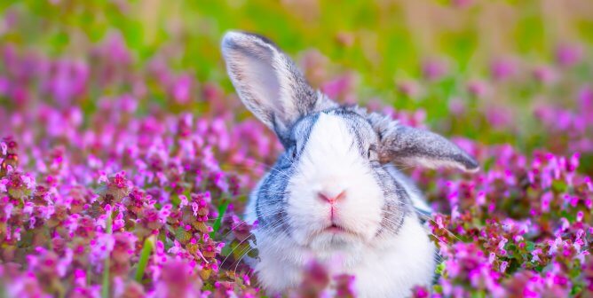 10 Reasons Not to Buy a Bunny for Easter—or Ever