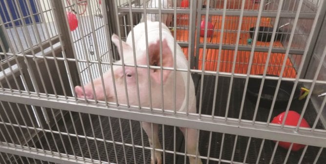 a pig in a narrow cage