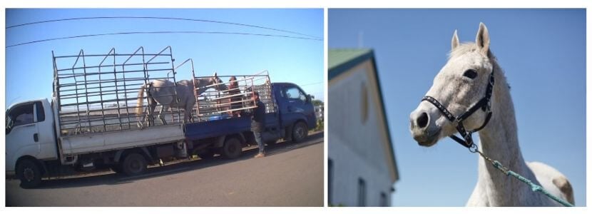 collage of two images side-by-sdie: left image shows a horse being taken off the back of a caged truck, the right shows a closeup of a white horse