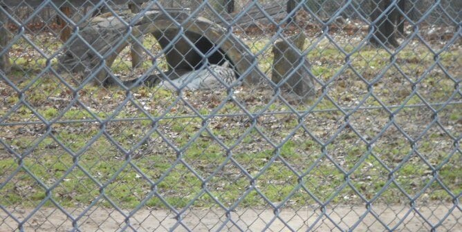 tiger lying in enclosure at a roadside zoo