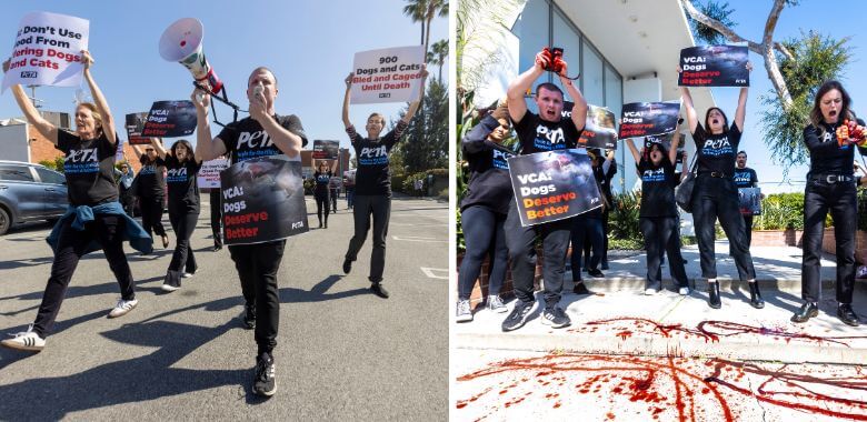 PETA Descends on VCA’s HQ Over Ties to Blood Bank