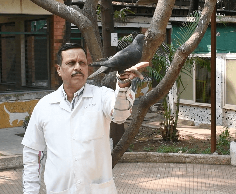 Colonel Dr BB Kulkarni BSDPHA releases the pigeon 2.2024 PETA India ‘Spy’ Pigeon Held for Eight Months Is Released After PETA India Intervenes