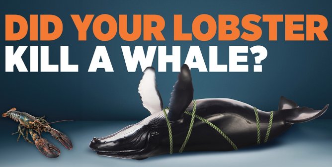 Eat a Lobster, Kill a Whale: PETA Pinpoints Deadly Web Cast by Fishing Industry