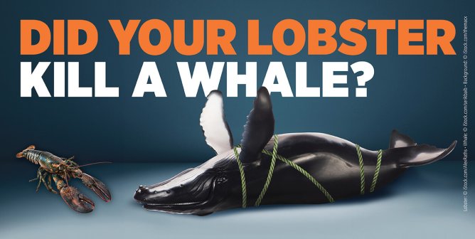 A lobster next to a whale tied up and big text that says "did your lobster kill a whale?"