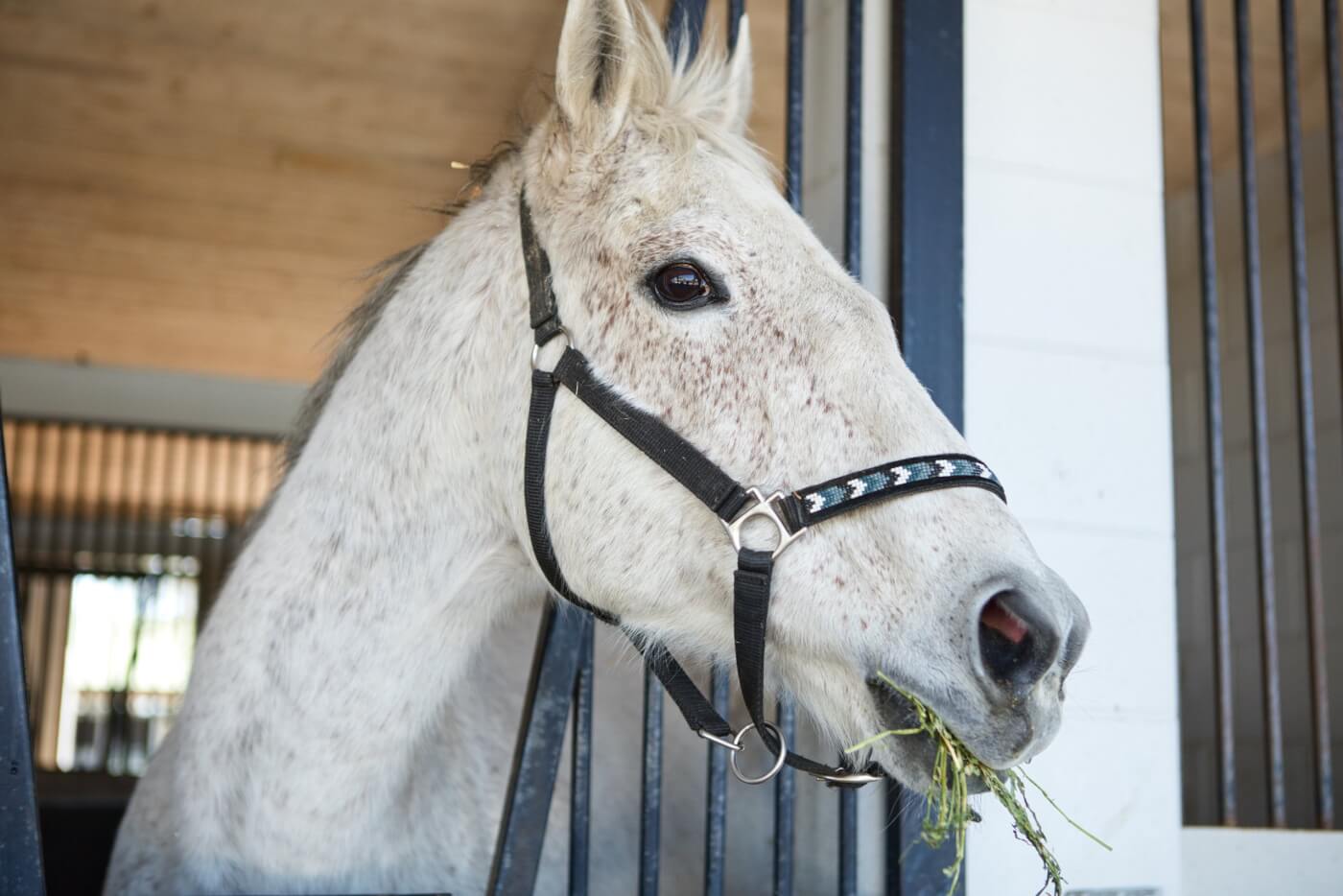 white horse chewing straw