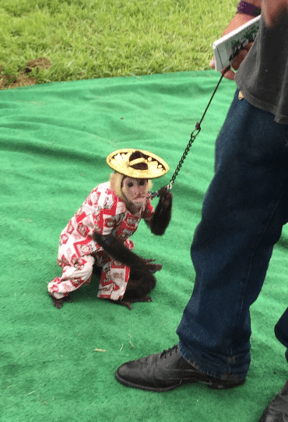 monkey dressed in clothes and chained being held by someone slightly off screen