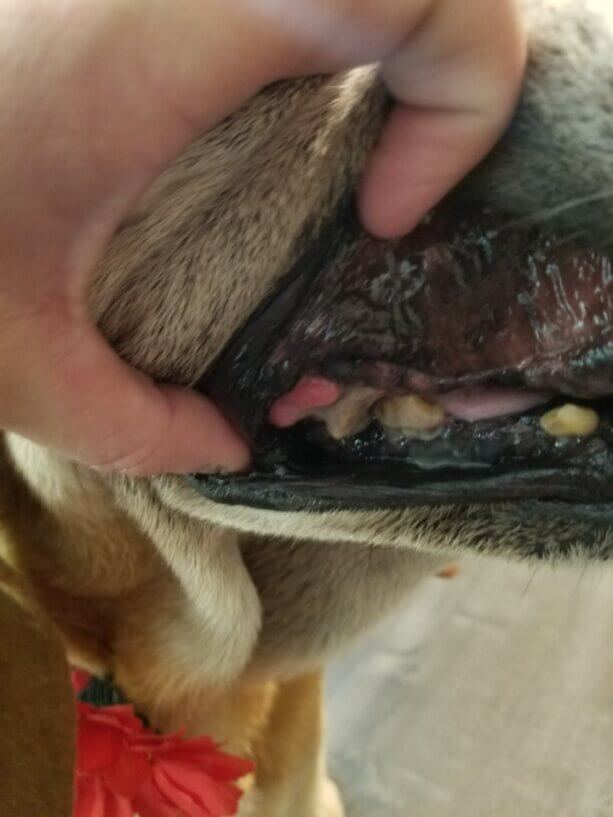 closeup of Kolbie the dog