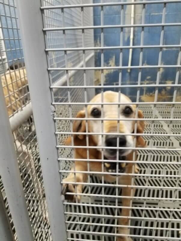 Kolbie the hound confined in a cage at The Veterinarians' Blood Bank, before a PETA investigator rescued her