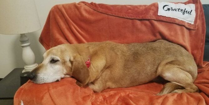 Kolbie the dog resting on an orange blanket after being rescued from The Veterinarians' Blood Bank