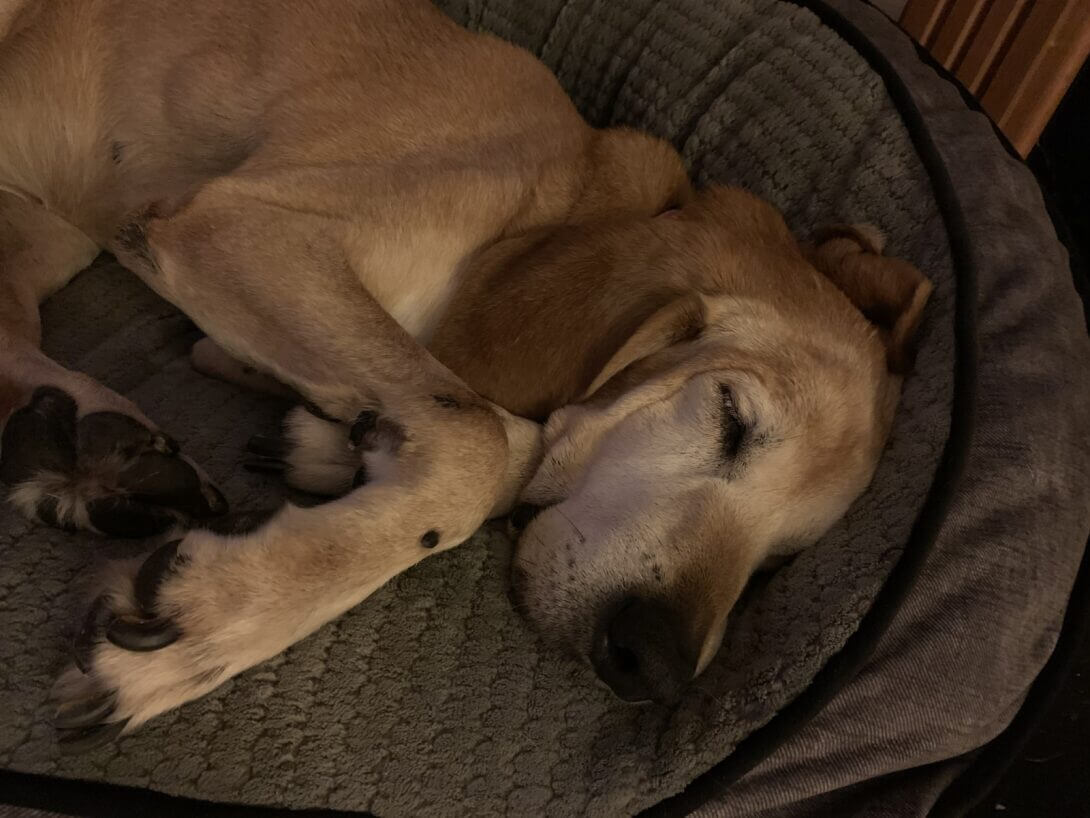 Kolbie the hound asleep on a bed in her new home, after being rescued from The Veterinarian