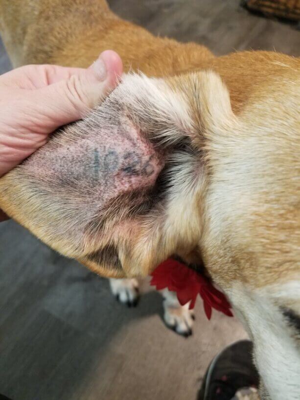 a tattooed number on the inside of Kolbie the dog