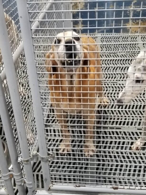 Kolbie the hound with another dog, confined in a cage at The Veterinarians' Blood Bank before Kolbie was rescued