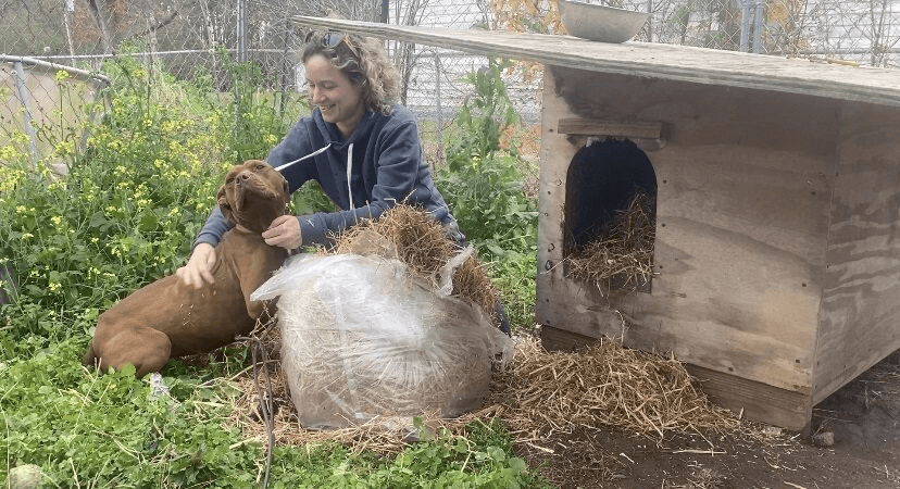 PETA fieldworker provides insulating straw to a dog kept chained outdoors. Credit PETA Winter Weather Prompts PETA Giveaway in Windsor: Free Straw for Dogs Left Outside