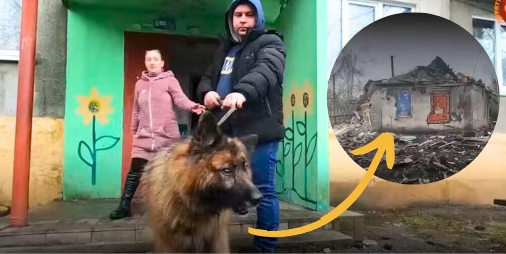 Skif after rescue with arrow pointing at rubble 17 Animals Rescued in Heavily Bombed Avdiivka