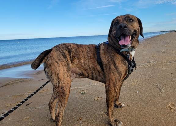 Rescued dog Suni